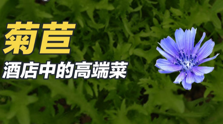 菊苣对痛风效果怎么样？菊苣压片糖果与痛风