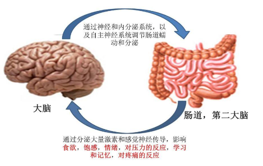 黄精多糖的作用.png