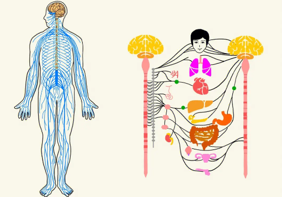 脑梗病人服用什么小分子肽效果好？什么肽能改善脑梗后遗症