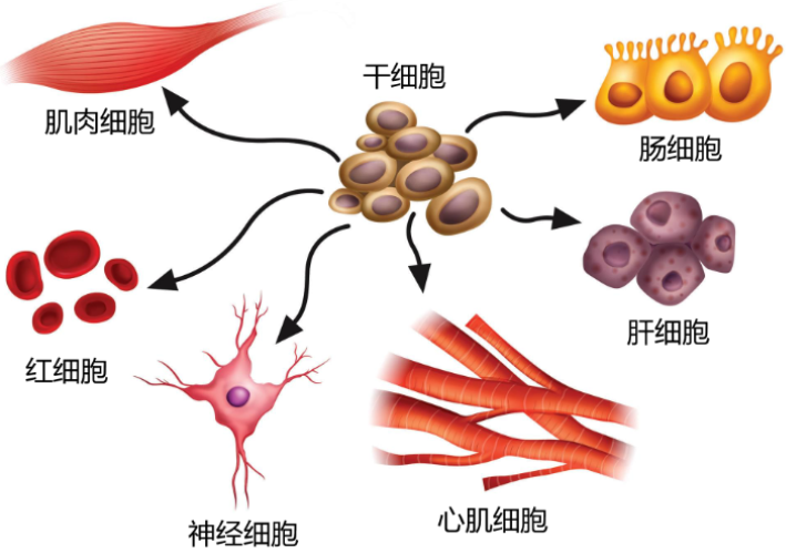 骨髓间充质干细胞的作用.png