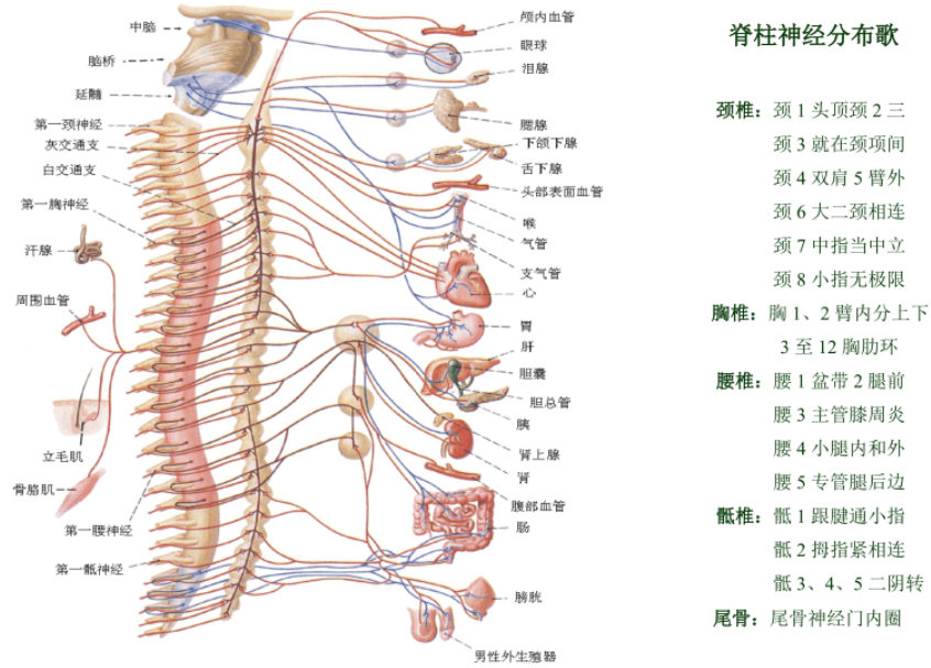 补骨髓产品对骨关节好吗？补骨髓产品与骨骼营养