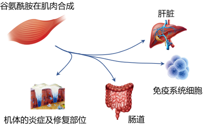 同源双青干细胞疗法真的能治疗糖尿病吗？同源双青干细胞疗法骗局