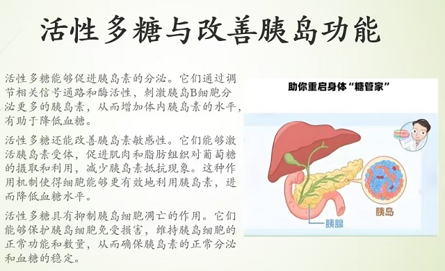 活性多糖与改善胰岛素功能.jpg