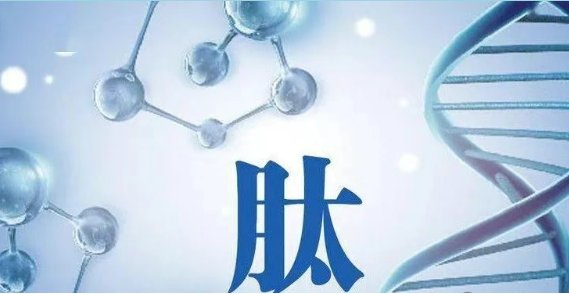 小分子肽对对肾的修复作用.png