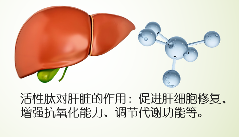 活性肽对肝脏的作用.png