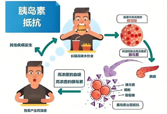 灵芝人参黄精片与胰岛素抵抗.png