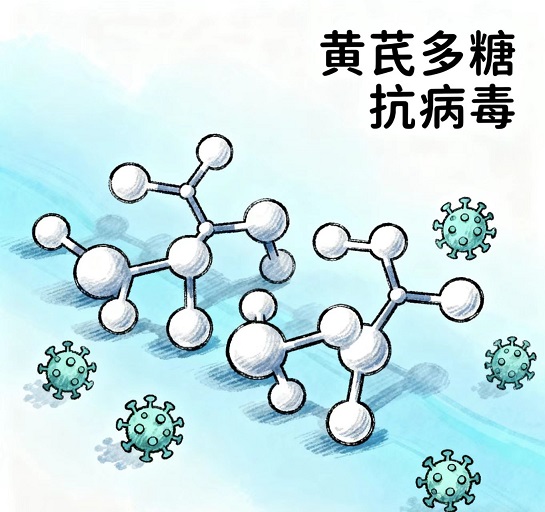 黄芪多糖抗病毒.jpg