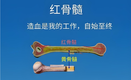 鹿参益髓片.png