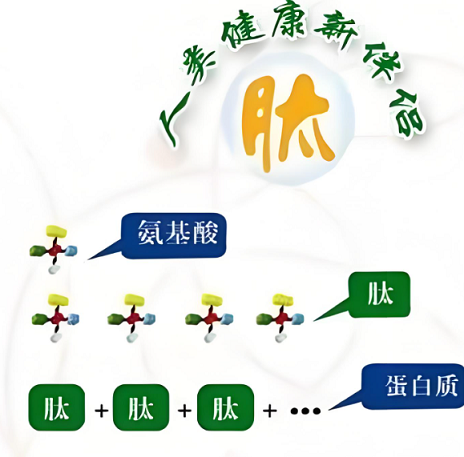 肽 (2).png 肽 (2).png