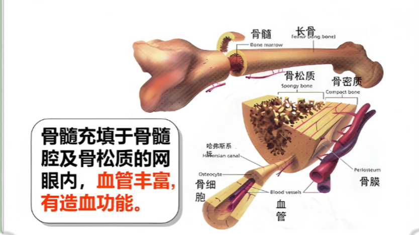 骨髓的功效与作用.png