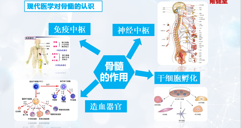 骨髓的作用.png 骨髓的作用.png