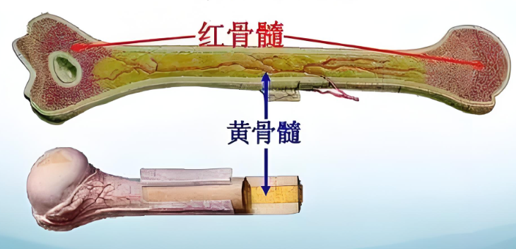 养骨先养髓.png 养骨先养髓.png
