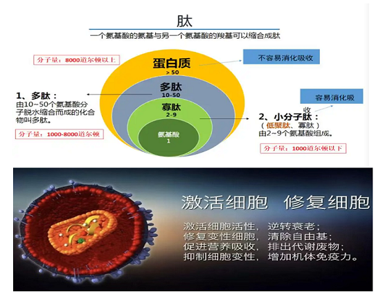肽与细胞健康2.jpg