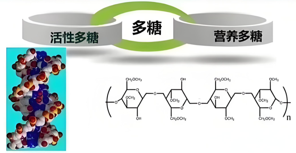 活性多糖.png 活性多糖.png