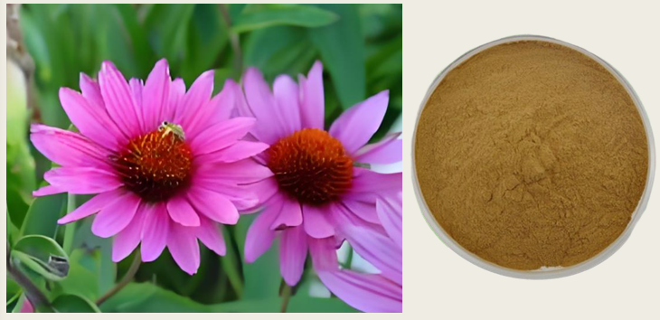 菊苣酸多糖.png 菊苣酸多糖.png